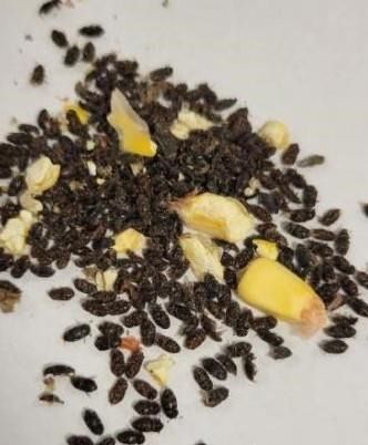 Sap beetles collected from a sample of grain. Image courtesy of Chelsea Llewellyn.
